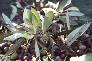 Gaea olives